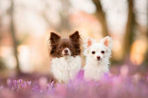 Chihuahua fajta kölykök - hogyan válasszuk ki?